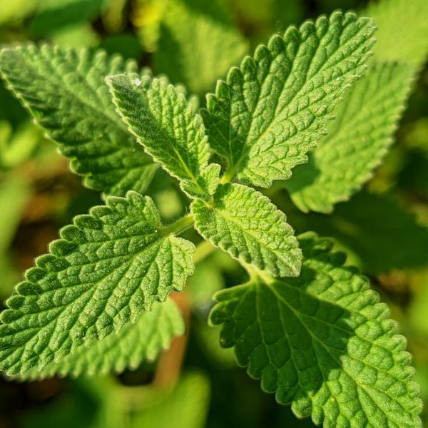 Balanced stones and mint green plant details