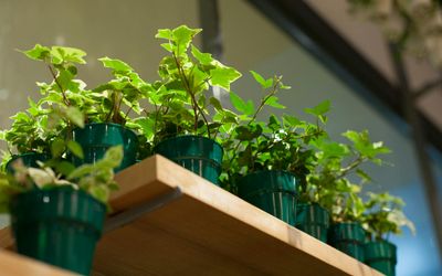 Small indoor plant on a dark shelf